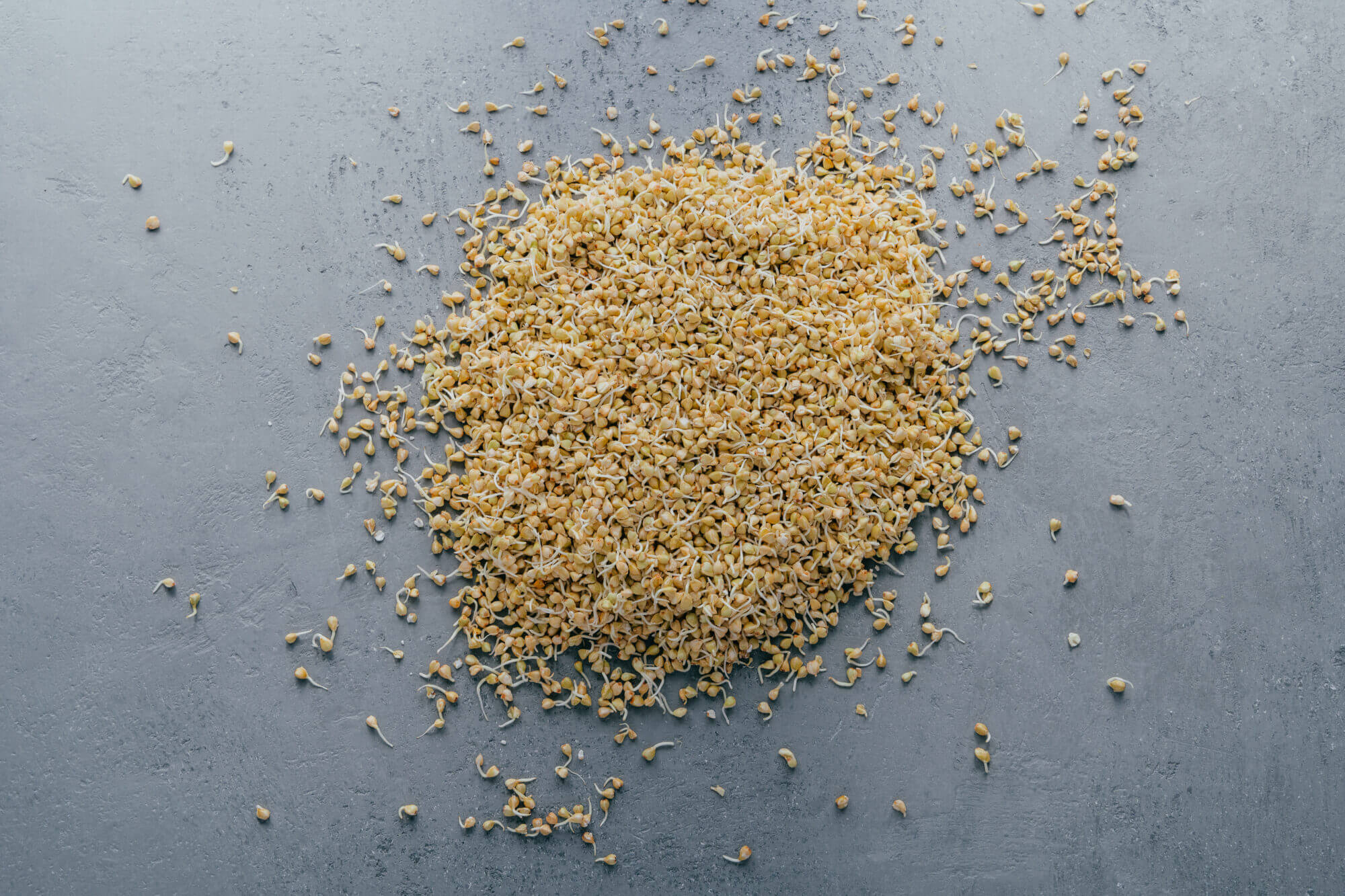 Buckwheat sprouts on grey background. Organic food. Natural healthy vegetarian food. Raw green buckwheat. Macro shot. Raw diet concept