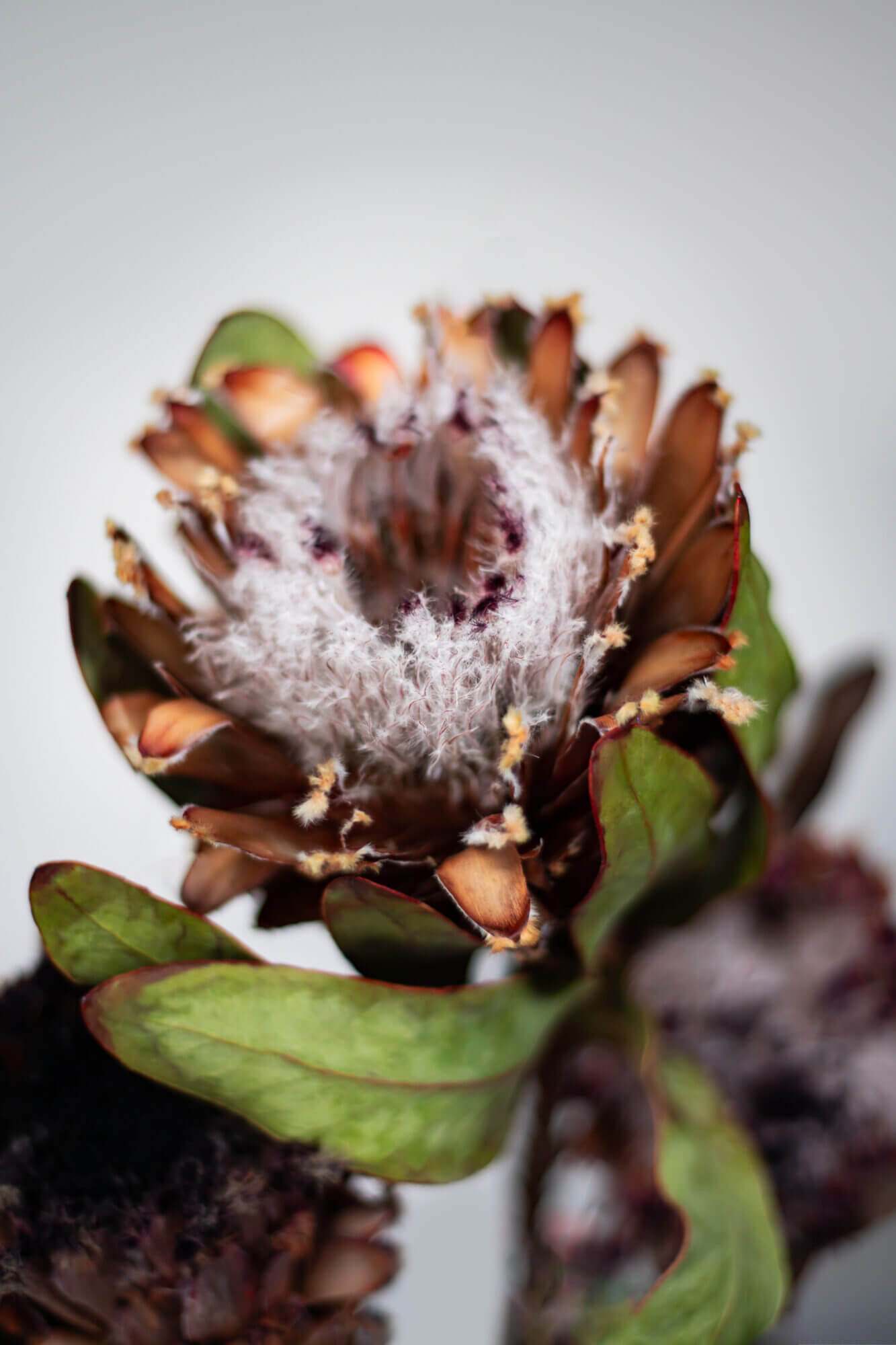 Dry protea flowers