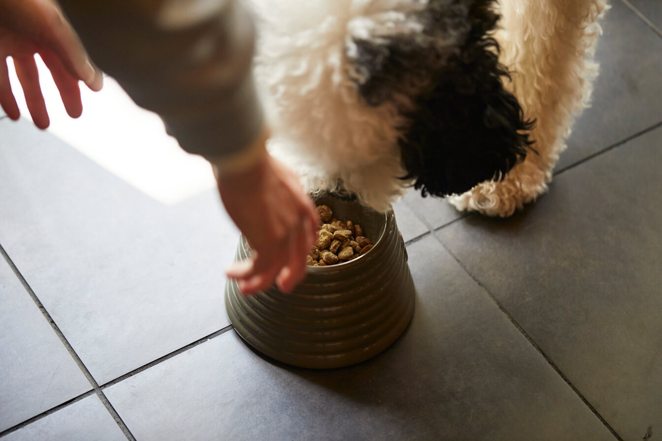 床の餌を食べる犬