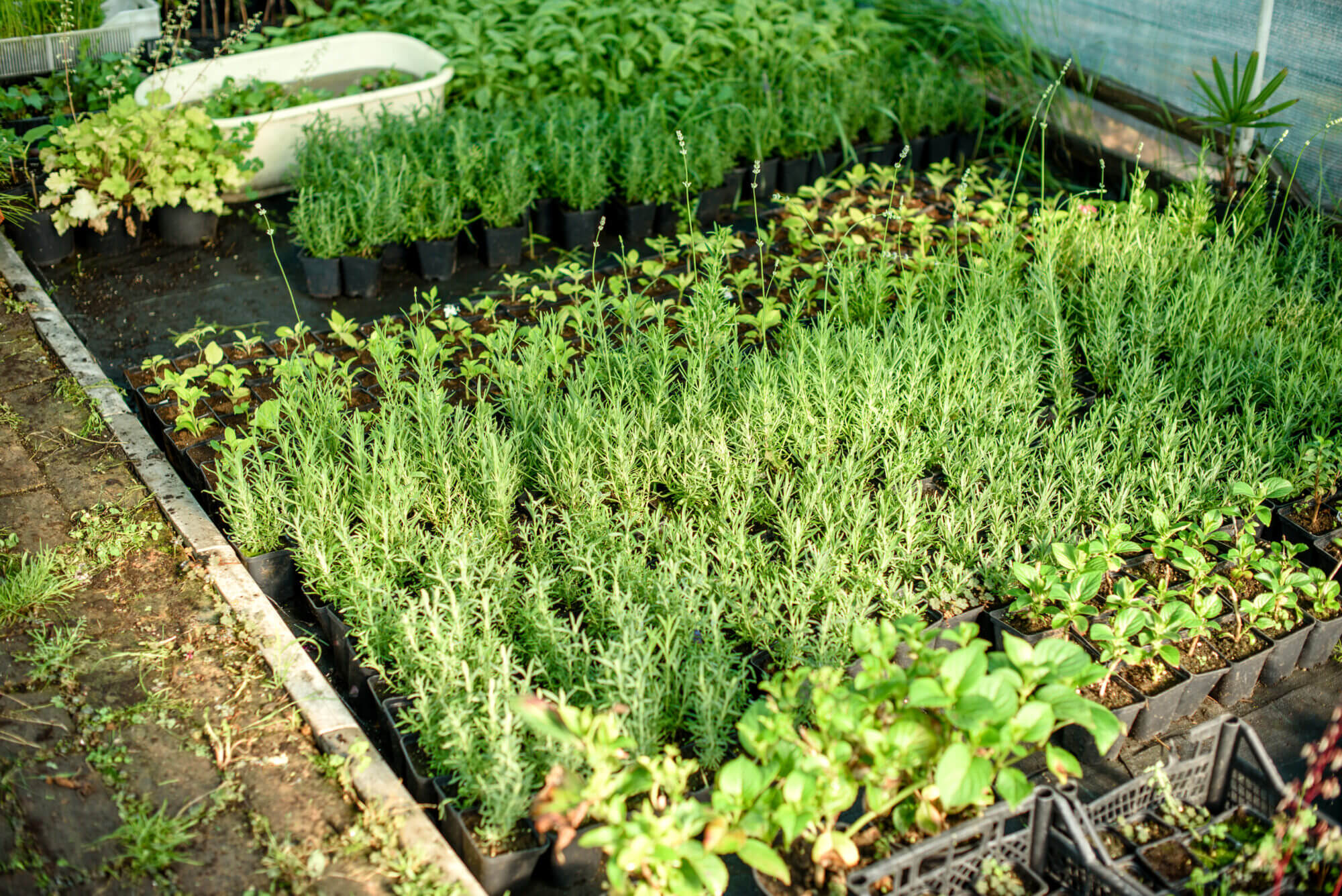 A small greenhouse for growing plants, bushes and flowers