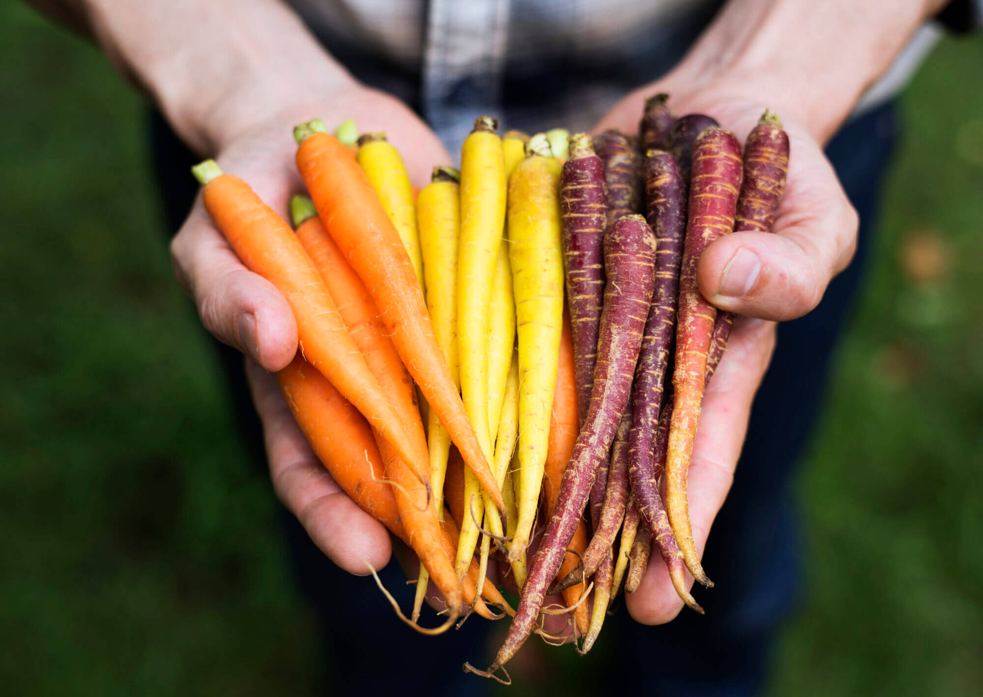 Hands holding baby carrot organic produce from farm