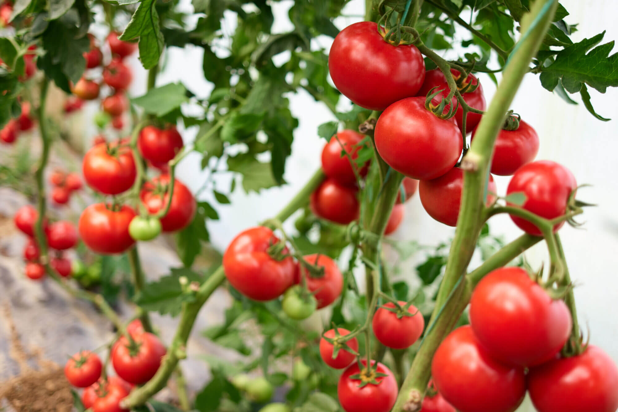 Red tomatoes on branch at organic farm.