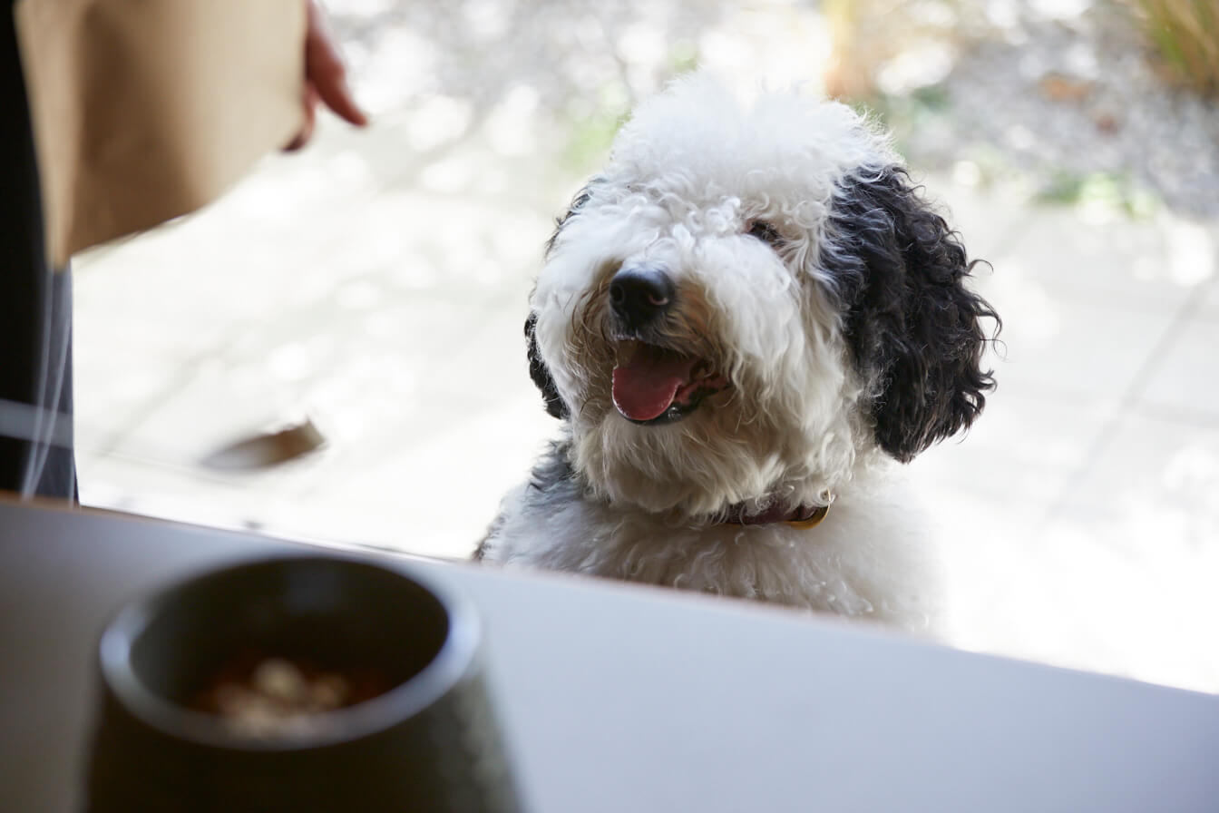 待ちの犬