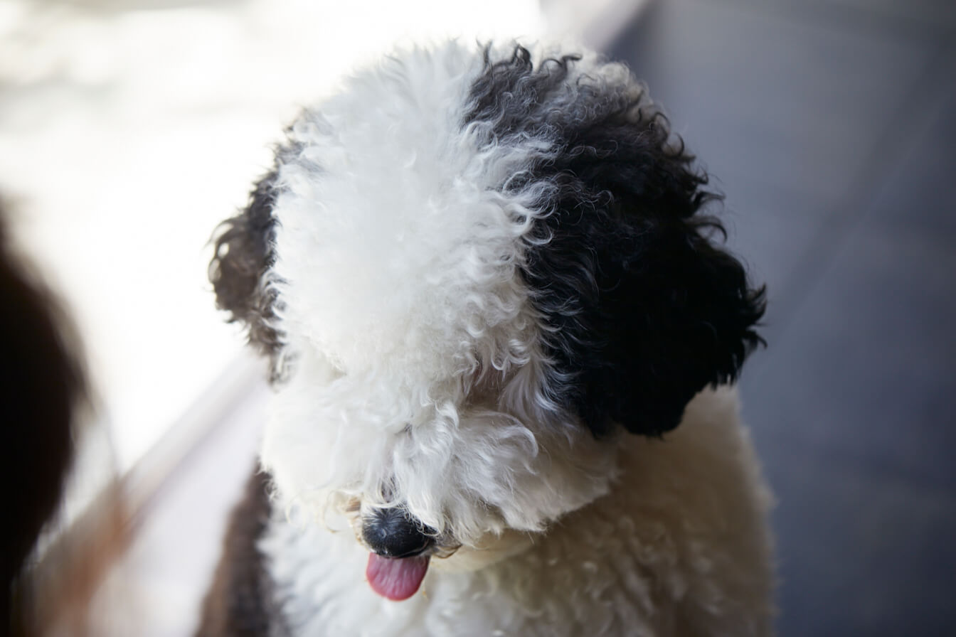 白黒の犬