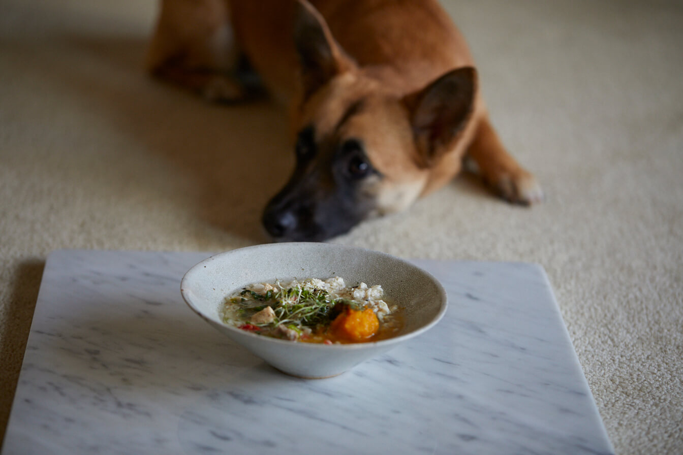 餌を前に伏せの犬